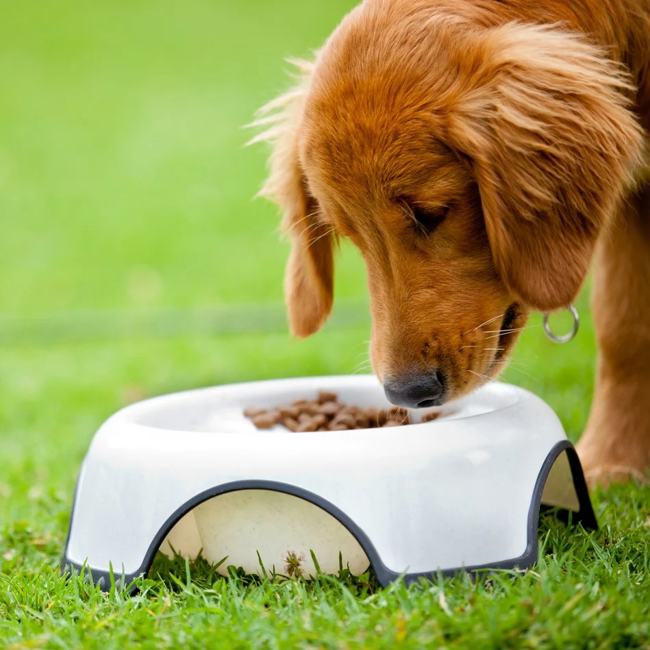 Comida para mascotas